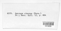 Ostropa barbara image